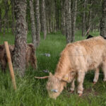 Highland Coos