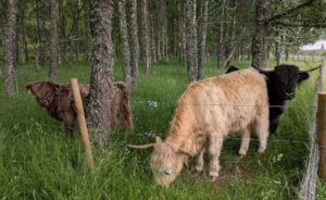 Highland Coos